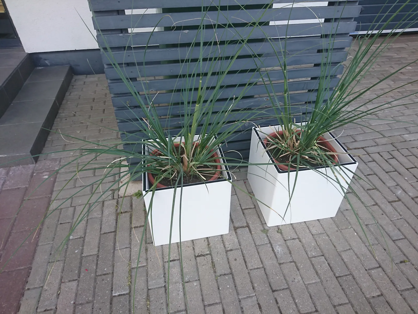 Kaks valget plastist lillekasti taimedega
